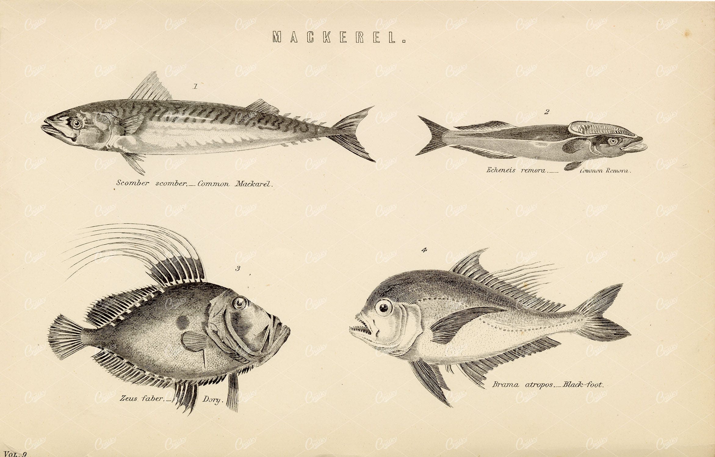 FISH Mackerel - Remora, Dory, Black Foot. Antique 1880 Print