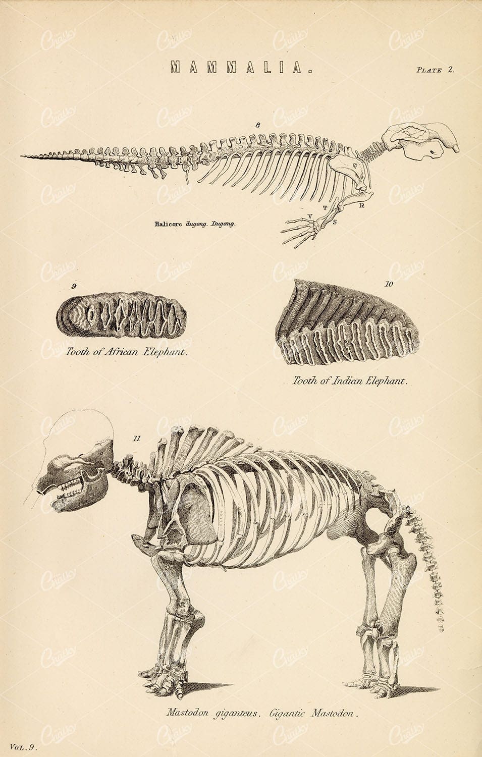 SKELETONS of Mammals - Dugong, Gigantic Mastodon. Antique 1880 Print