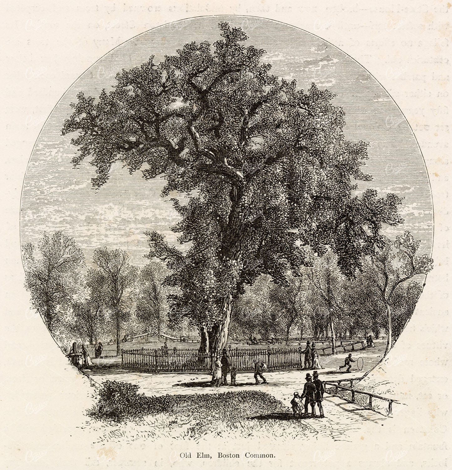 TREES - Old Elm, Boston Common - The United States of America 1874