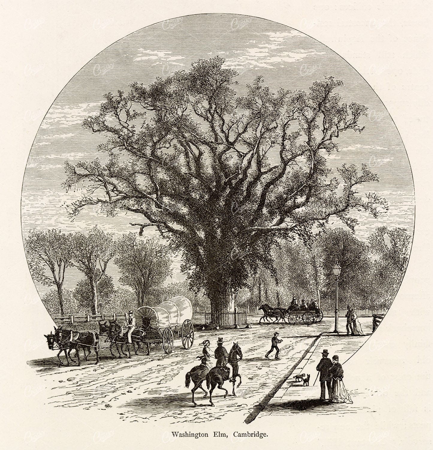 WASHINGTON Elm, Cambridge Common - Massachusetts - 1874 Antique Print