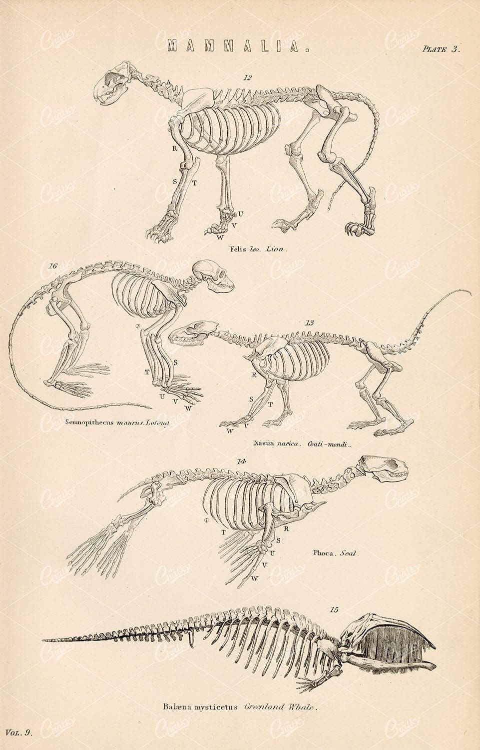 SKELETONS of Mammals - Lion, Seal, Greenland Whale. Vintage Artwork