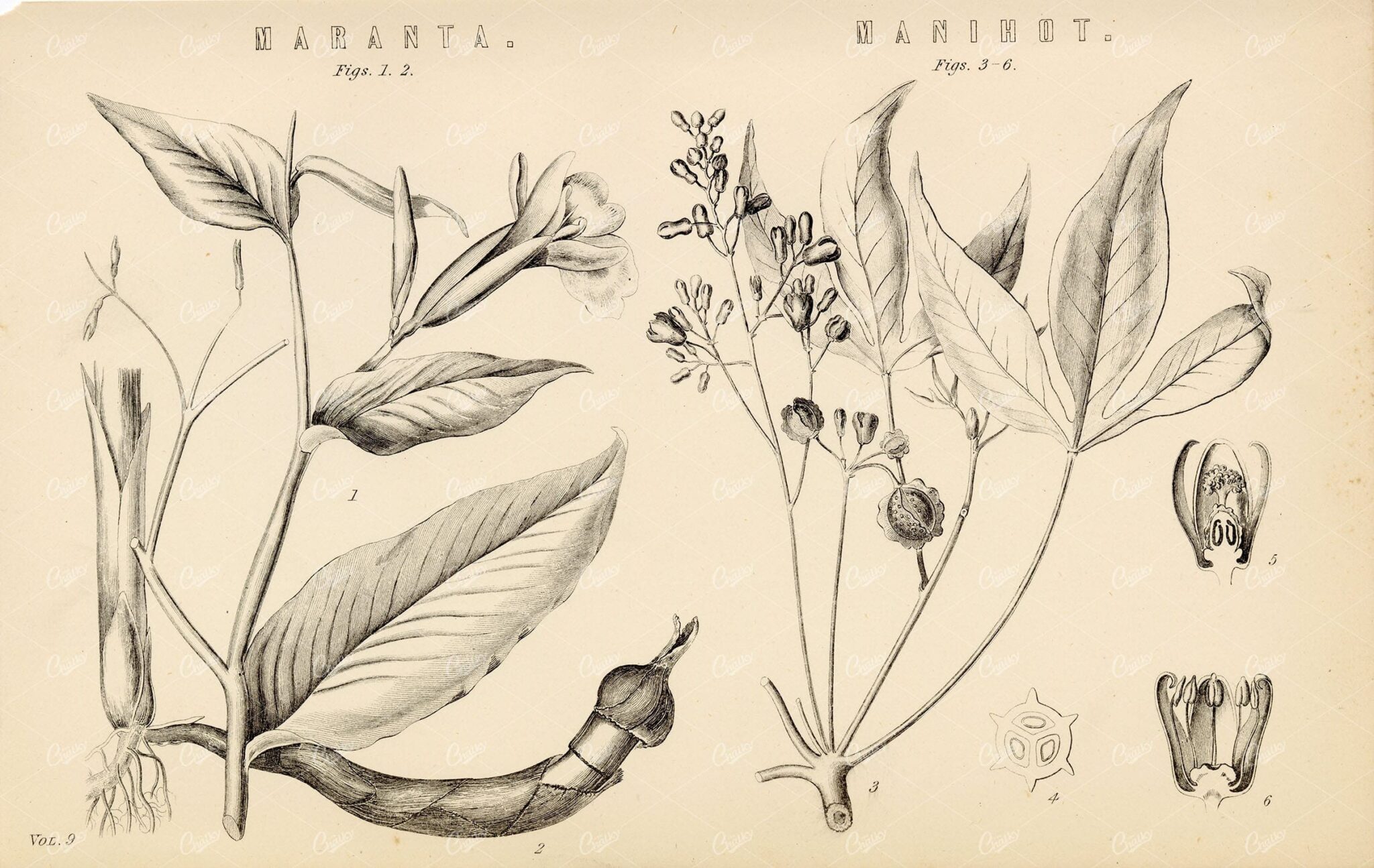 BOTANICAL - Maranta and Manihot Plants - 1880 Vintage Illustrations