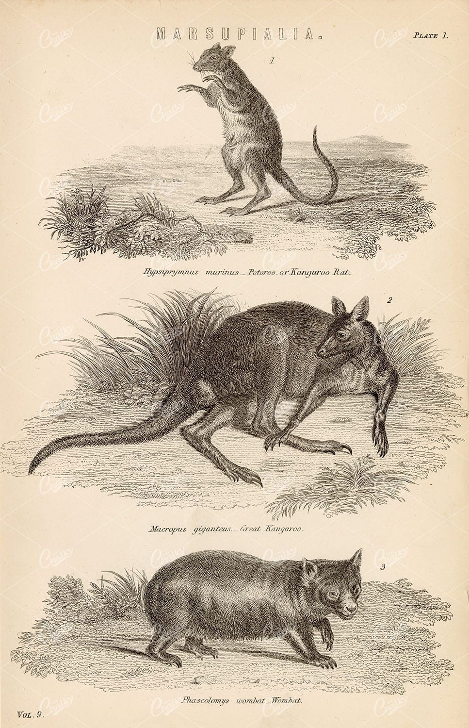 1880 Mammals Print - Kangaroo Rat, Great Kangaroo, Wombat