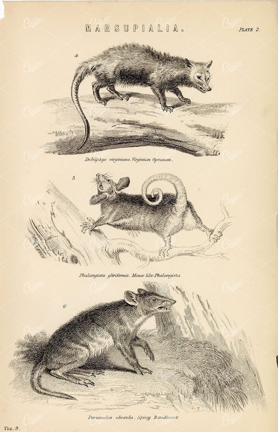 MARSUPIALIA Print - Opossum, Mouse, Bandicoot. Antique 1880 Artwork