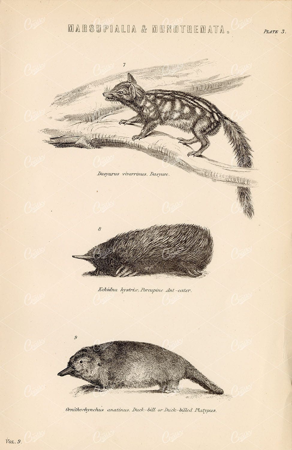 1880 Mammals Print - Dasyure, Porcupine Ant-Eater, Platypus