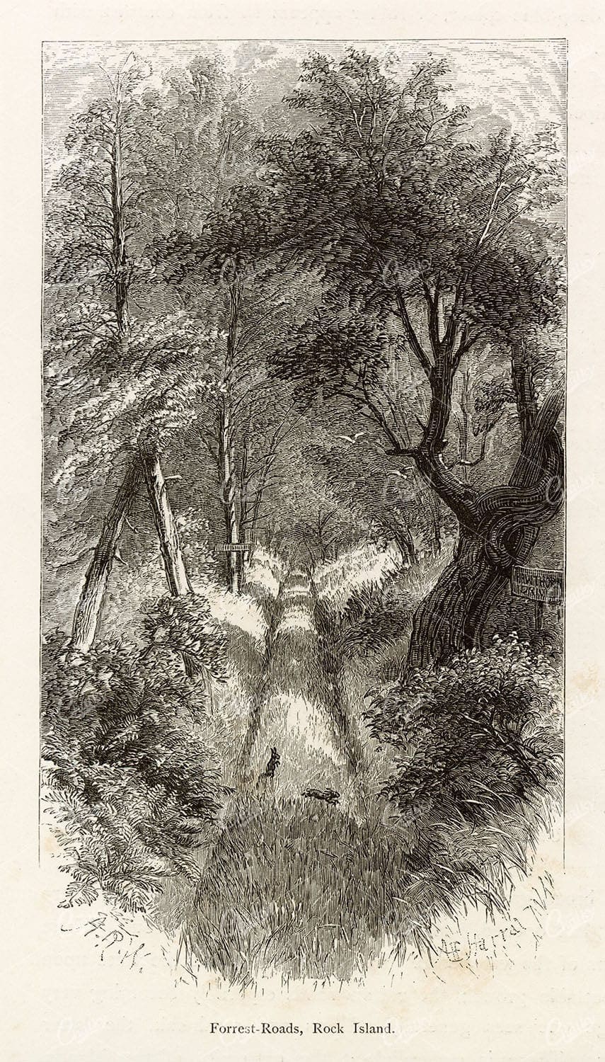 ILLINOIS - Forrest Roads, Rock Islands - Antique Nature Print 1874