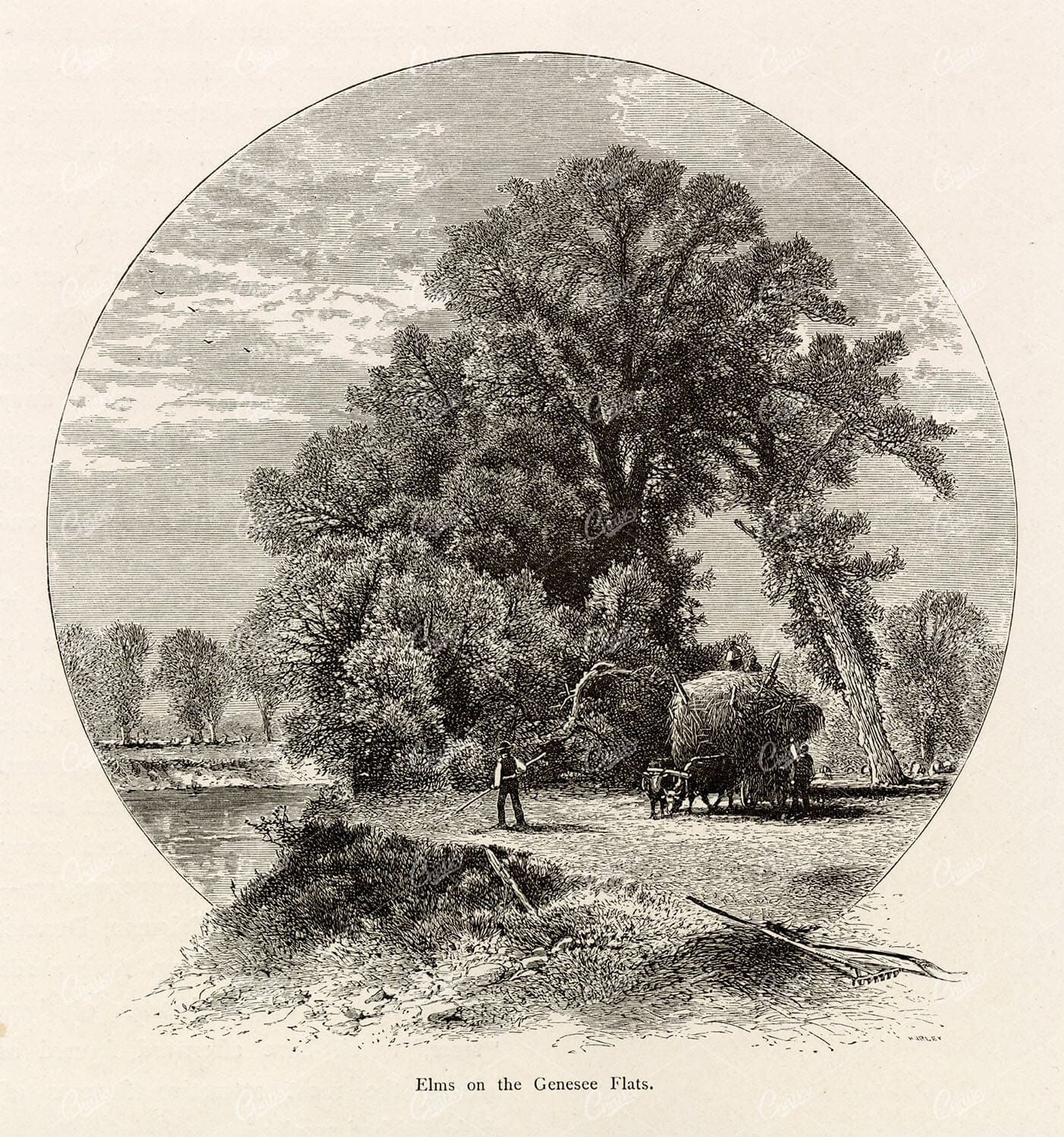 HAYMAKING - Elms on the Genesee Flats, NEW YORK, Old American Print