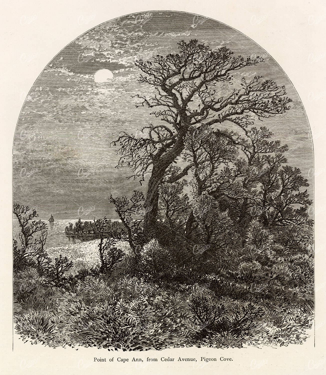 MASSACHUSETTS - Cape Ann, Cedar Avenue, Pigeon Cove - 1874 Engraving
