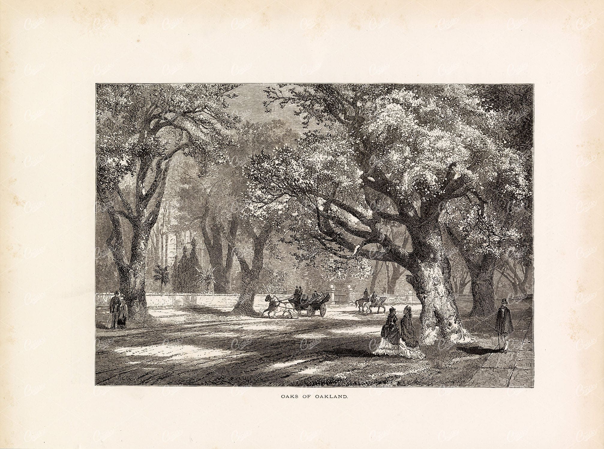 OAK Trees of Oakland - Antique American Street, Horse Carriage - 1874
