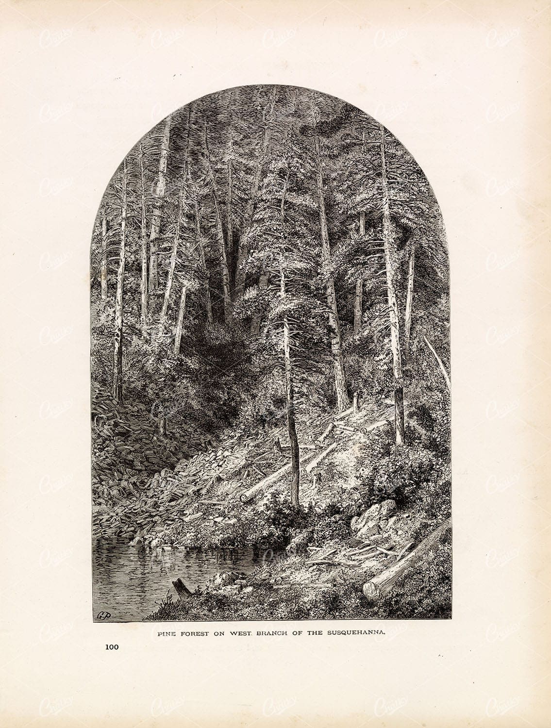 PINE FOREST on the West Branch of the Susquehanna River - Antique Print