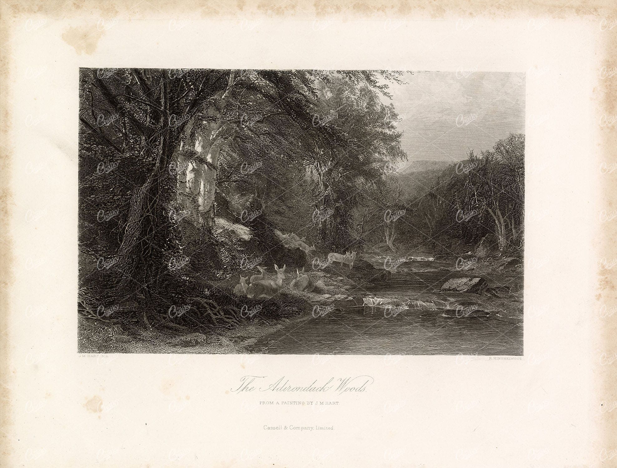 ADIRONDACK Woods - Family of Deer by the River - Antique Print 1874