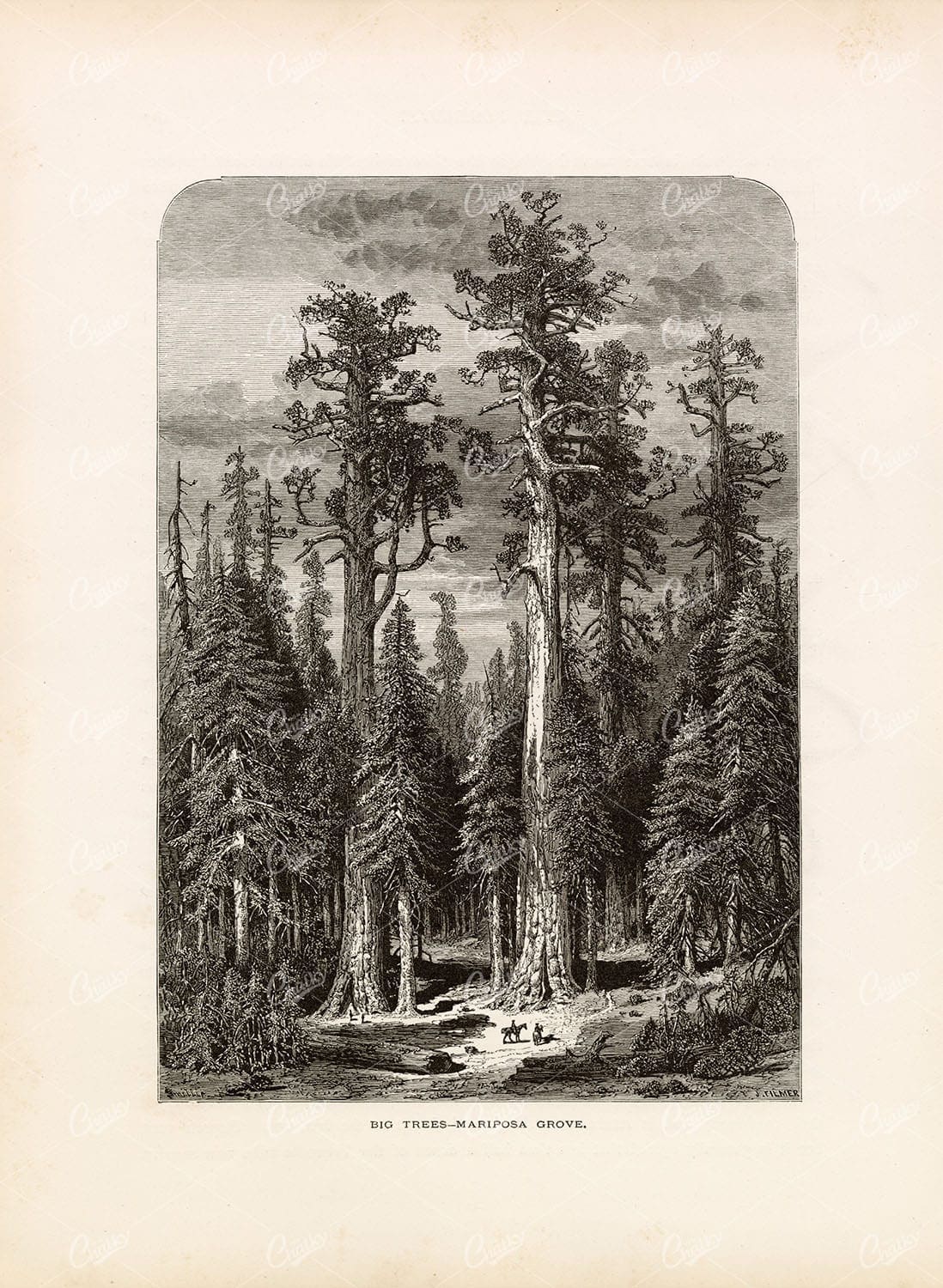 GIANT SEQUOIAS in Yosemite National Park, Wawona, California - 1874 Print