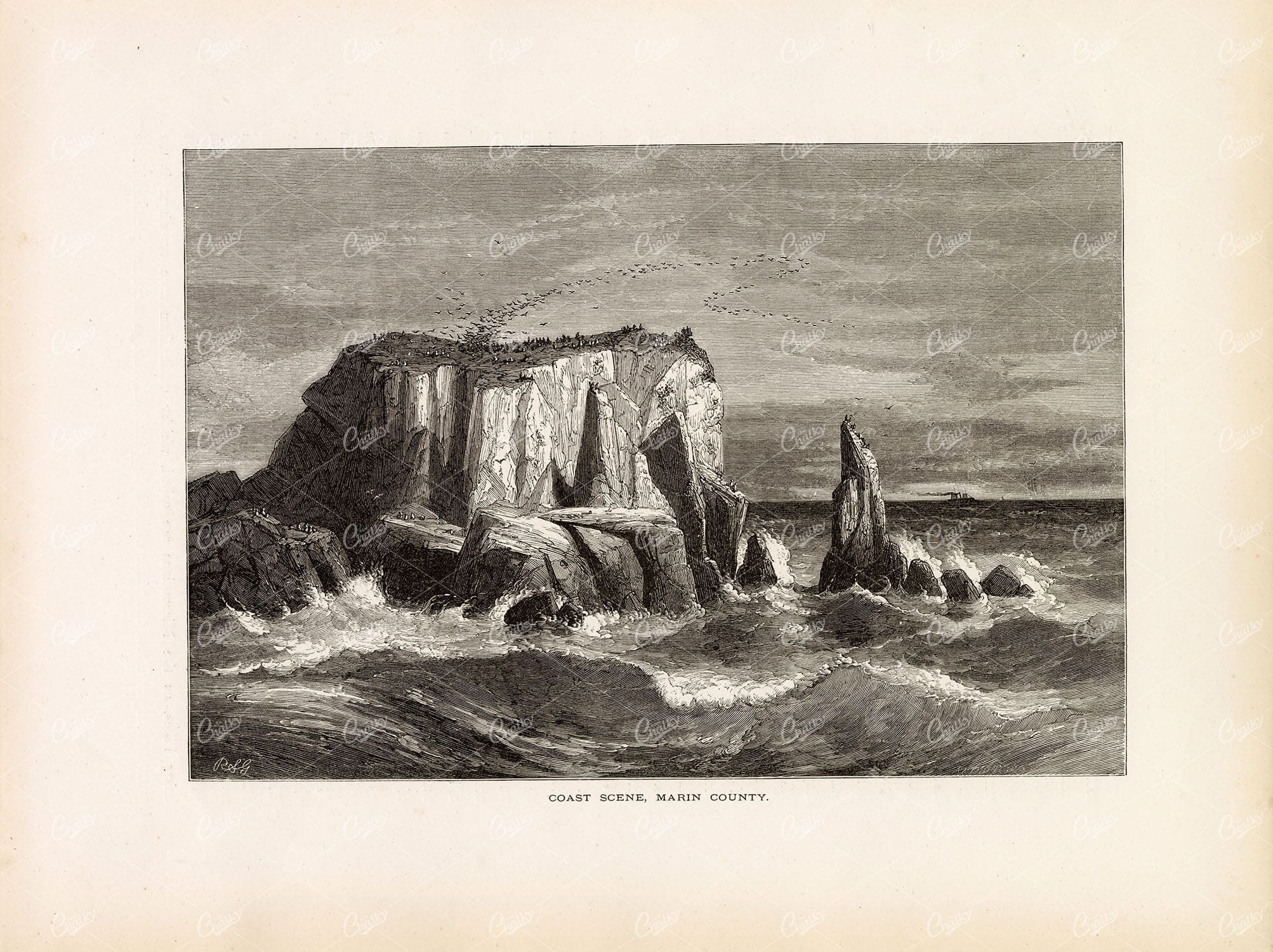 MARIN COUNTY Coast - Sea Birds on Rock Formation - 1874 Antique Print