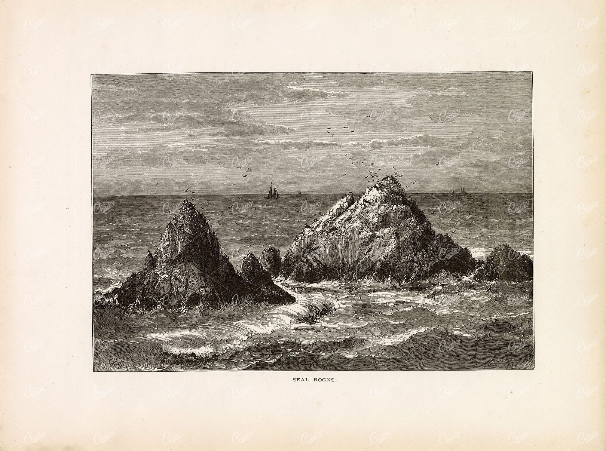 PACIFIC OCEAN, California - Seal Rocks - Sea-Lions 1874 Original Print
