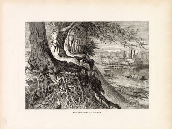 SAVANNAH RIVER - Men Working Amongst Twisted Tree Roots - Antique Print