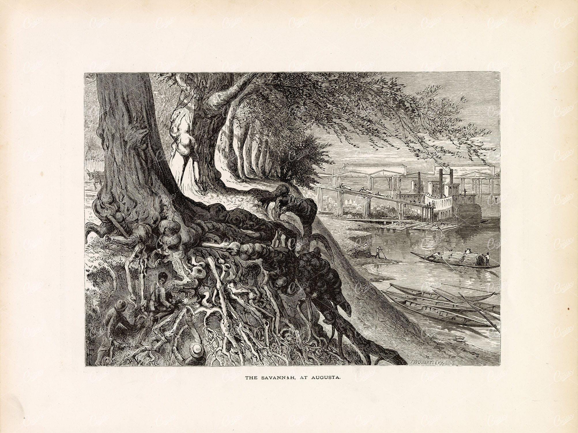 SAVANNAH RIVER - Men Working Amongst Twisted Tree Roots - Antique Print