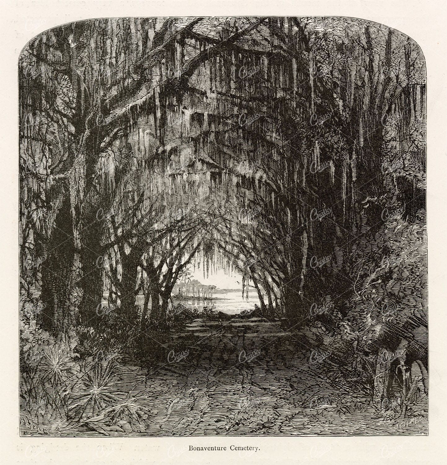 GEORGIA - Bonaventure Cemetery Scene - Antique American Print 1874