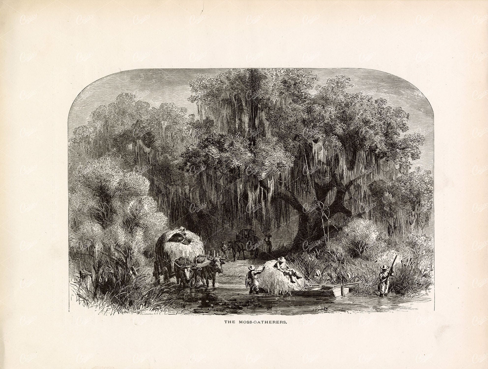 SOUTHERN USA - Workers Collecting Spanish Moss - 1874 Antique Print