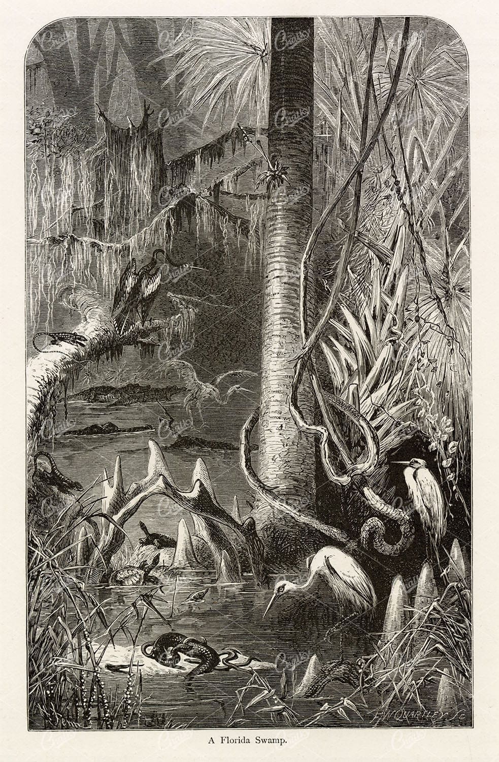 FLORIDA Swamp full of Wildlife (Crane, Snake, Tortoise, Crocodile) 1874