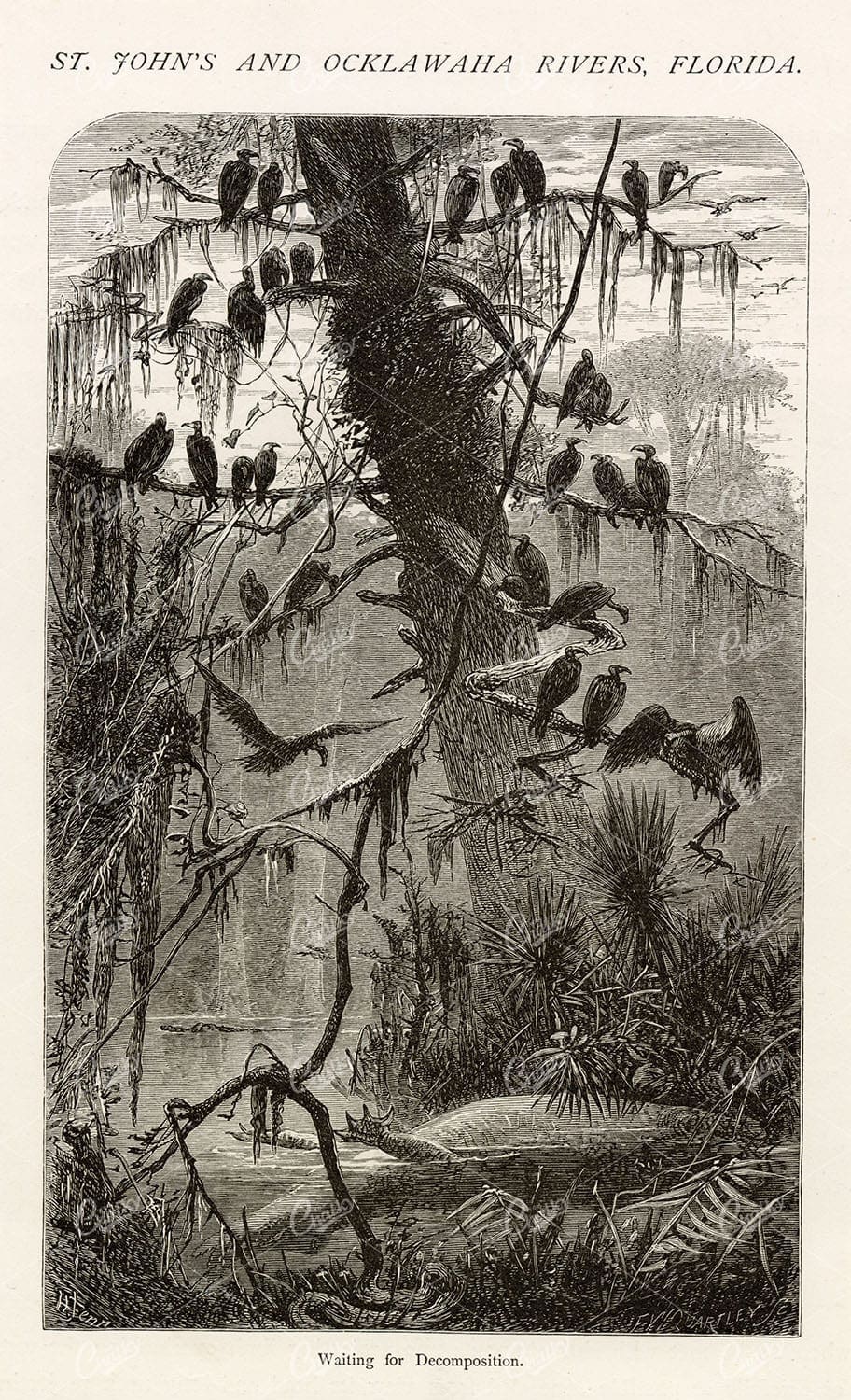 FLORIDA, St. John's and Ocklawaha Rivers - Picturesque America 1874 Print