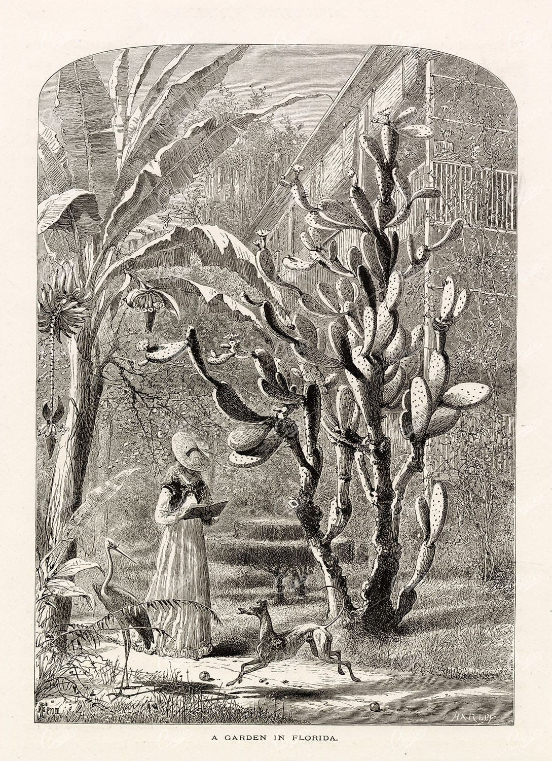 FLORIDA - A Garden with Crane, Grey Hound, Woman, Cactus - 1874 Engraving
