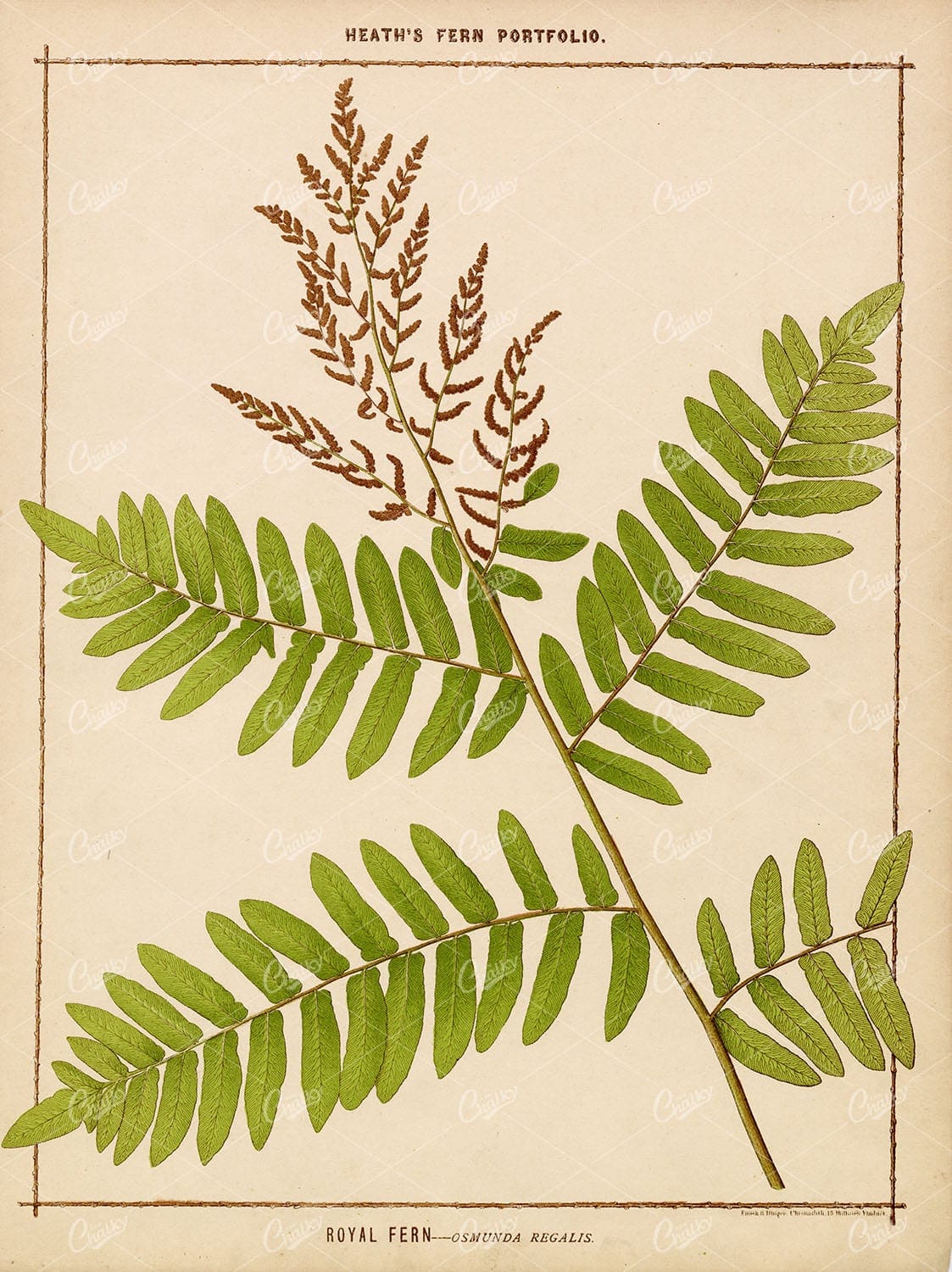 ANTIQUE BOTANICAL Large Print - Francis George Heath - Royal Fern 1885