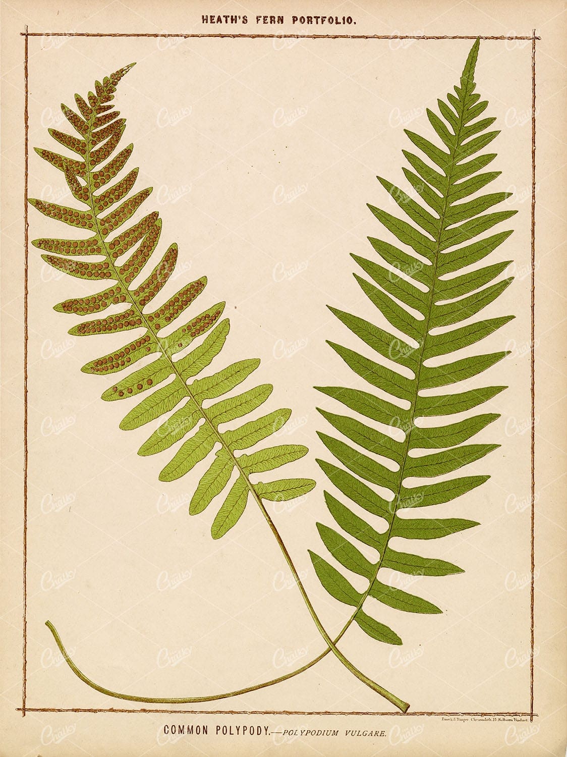 BOTANICAL FERN PRINT - Francis George Heath - Common Polypody 1885