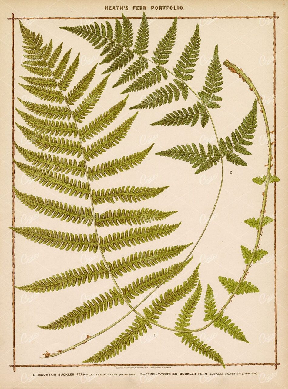 ANTIQUE BOTANICAL Large Print - Francis George Heath - Various Ferns 1885
