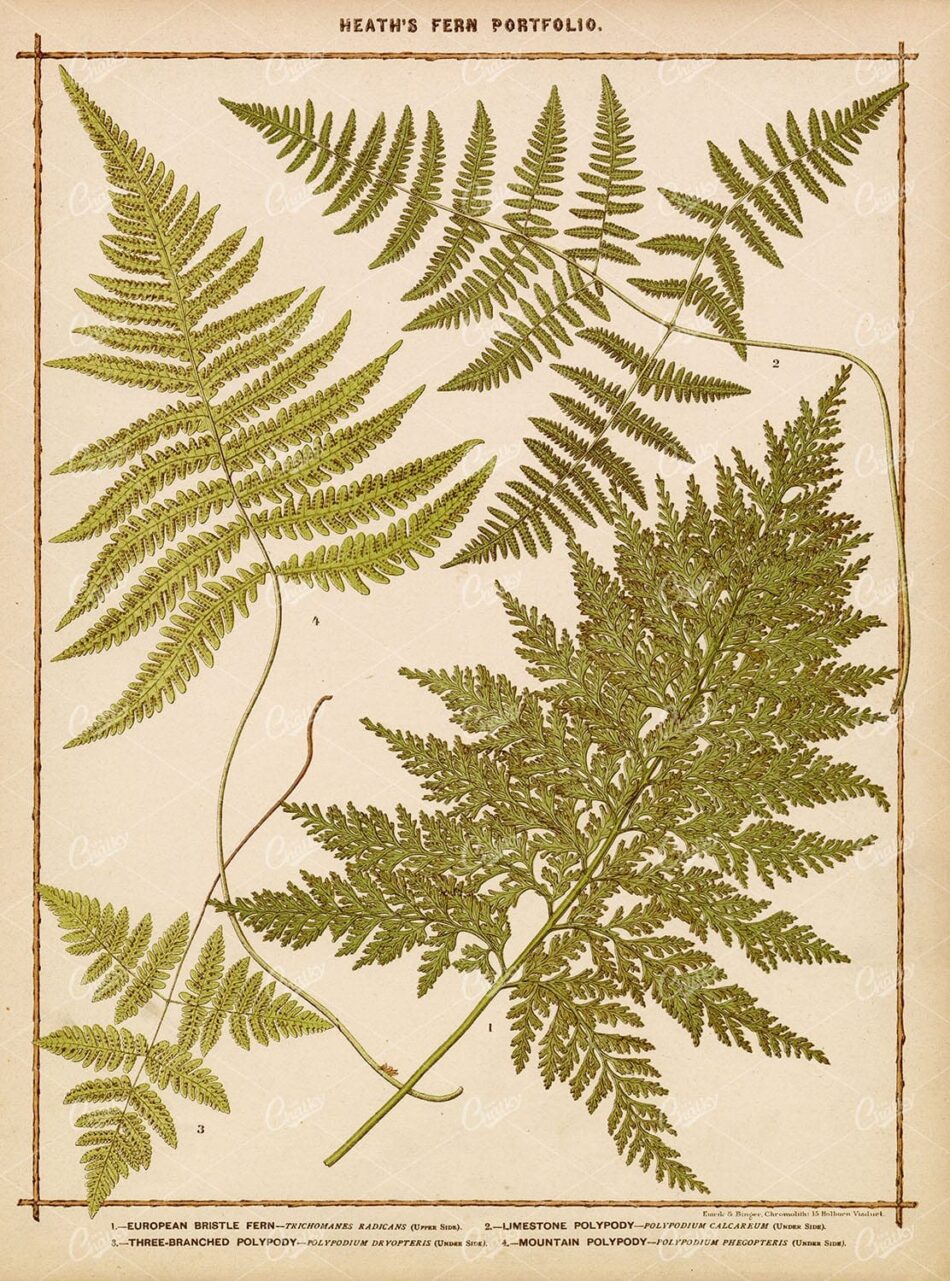 ANTIQUE BOTANICAL Large Print - Francis George Heath - Various Ferns 1885