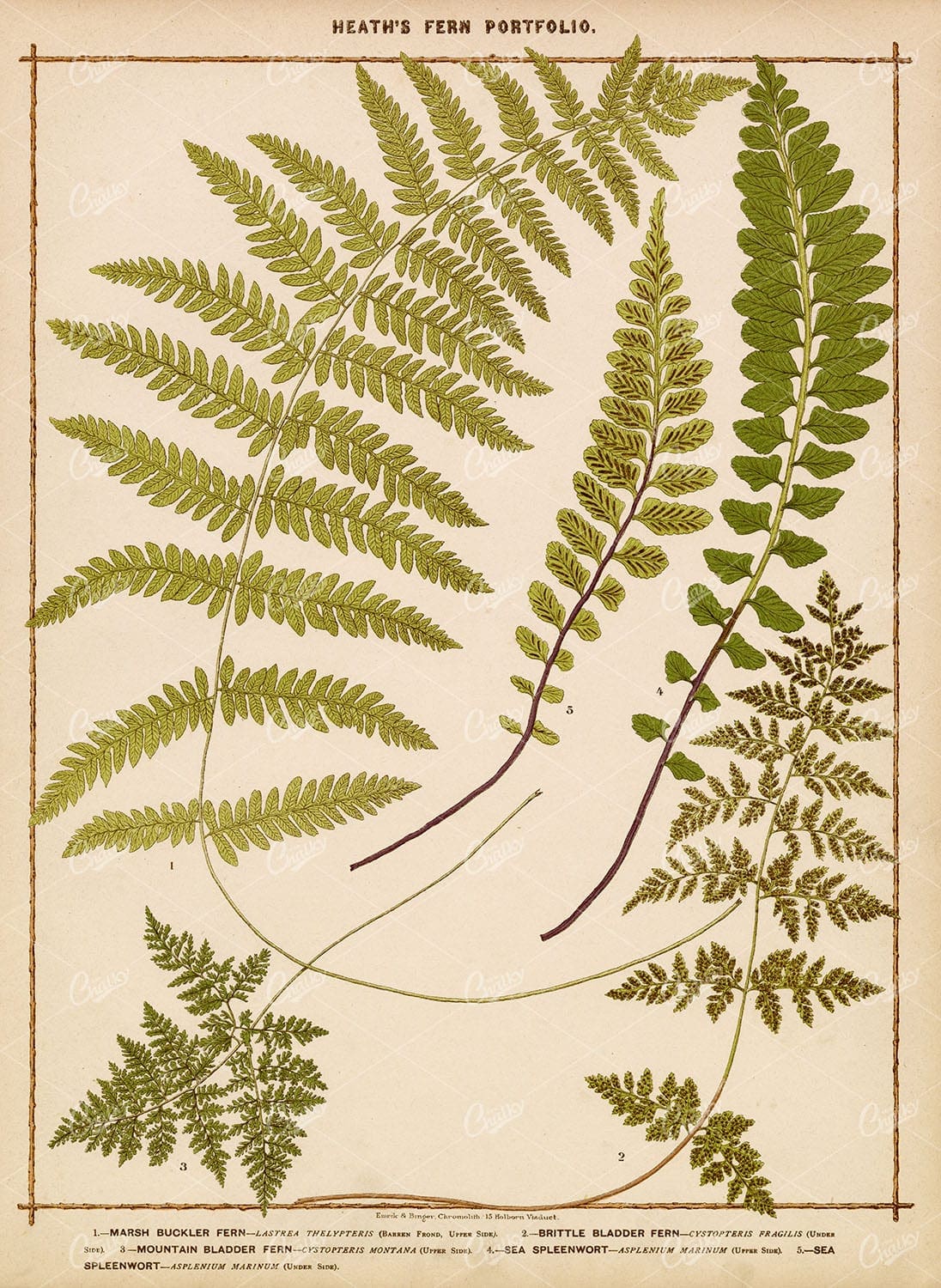ANTIQUE BOTANICAL Large Print - Francis George Heath - Various Ferns 1885