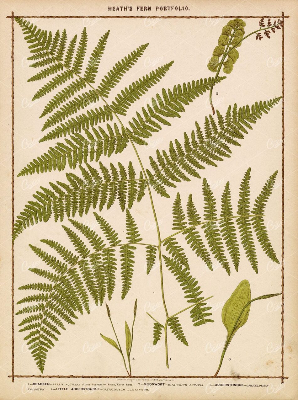 ANTIQUE BOTANICAL Large Print - Francis George Heath - Various Ferns 1885