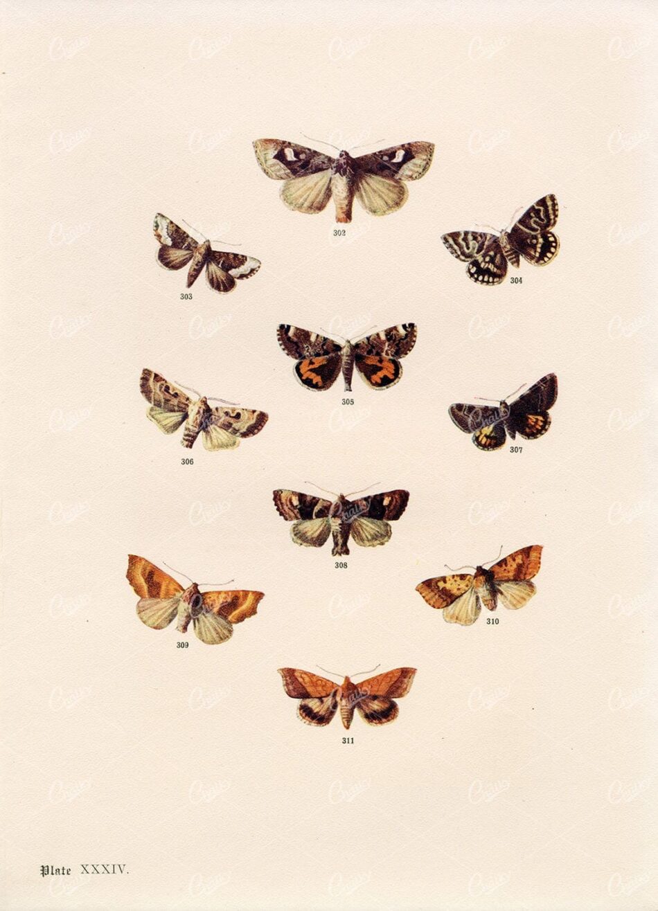 ANTIQUE Colour Print of British Countryside Moths - F. Edward Hulme 1903