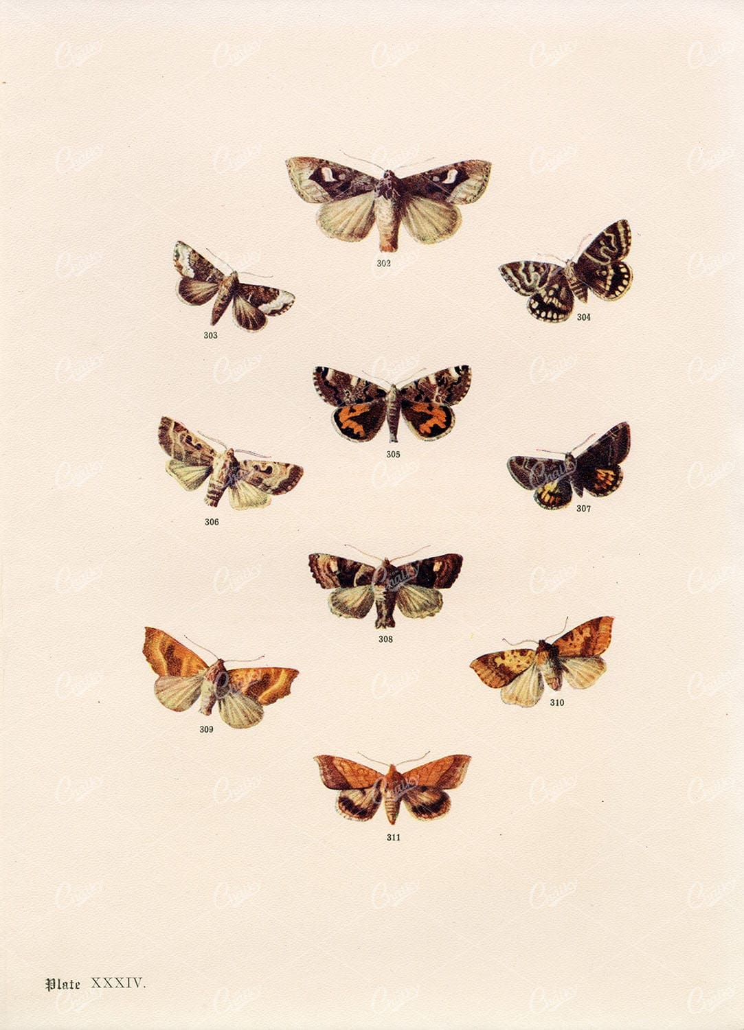 ANTIQUE Colour Print of British Countryside Moths - F. Edward Hulme 1903