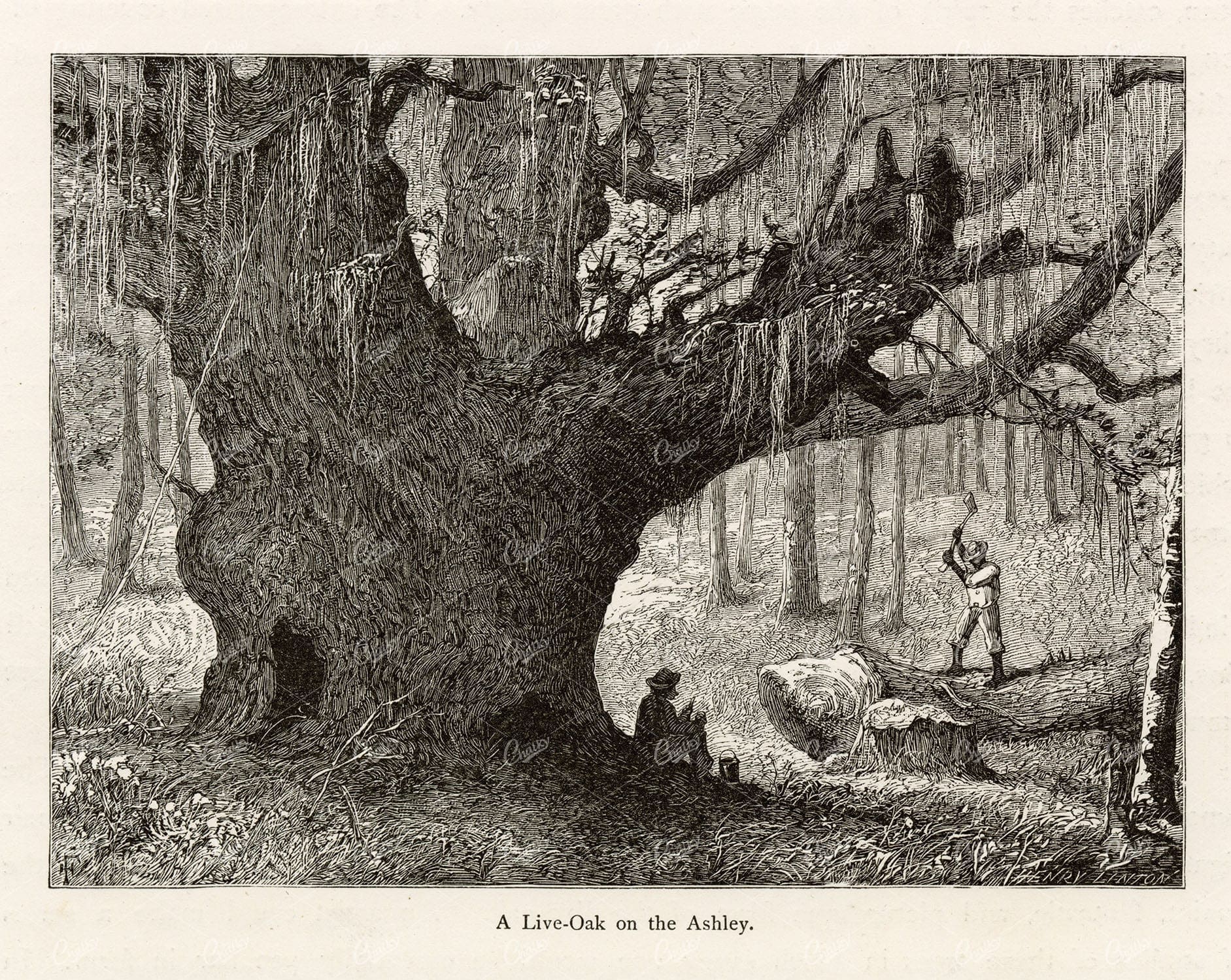 CHARLESTON, Live Oak on the Ashley River - Antique 1874 American Print