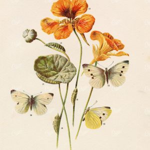 ANTIQUE Colour Print of British Countryside Butterflies - Hulme 1903