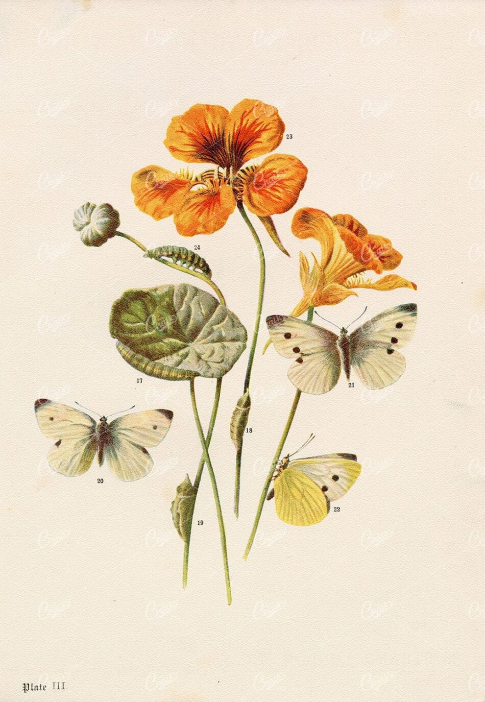 ANTIQUE Colour Print of British Countryside Butterflies - Hulme 1903
