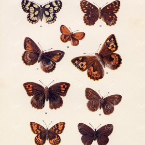 1903 VINTAGE INSECT PRINT - British Countryside Butterflies