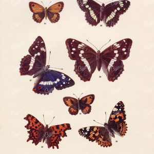 1903 VINTAGE INSECT PRINT - British Countryside Butterflies
