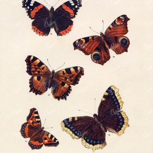 ANTIQUE Colour Print of British Countryside Butterflies - Hulme 1903
