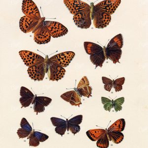ANTIQUE Lithograph Print of British Countryside Butterflies - Edward Hulme