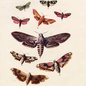 1903 Various British Countryside Moth Species - F. Edward Hulme 1903