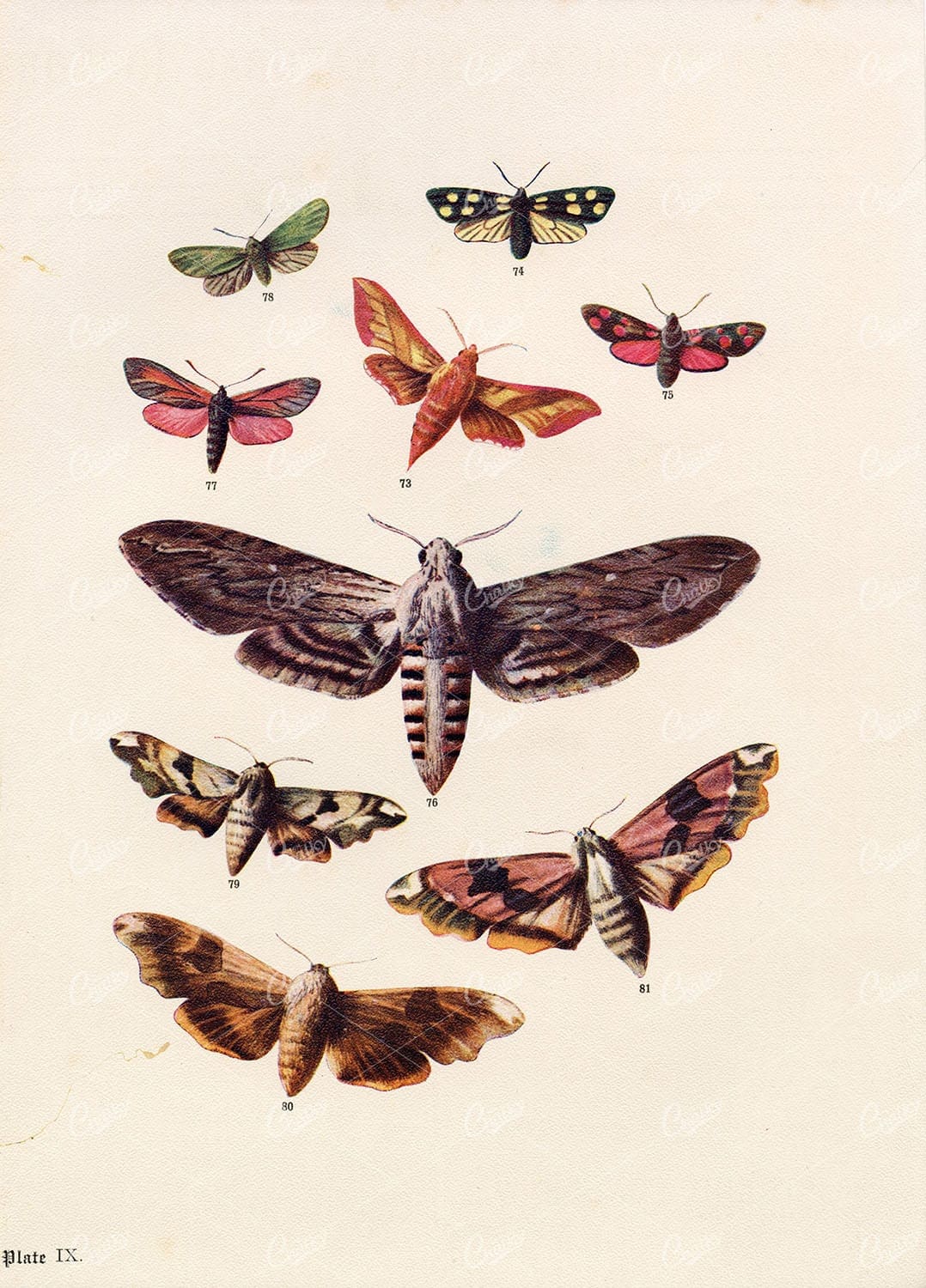 1903 Various British Countryside Moth Species - F. Edward Hulme 1903