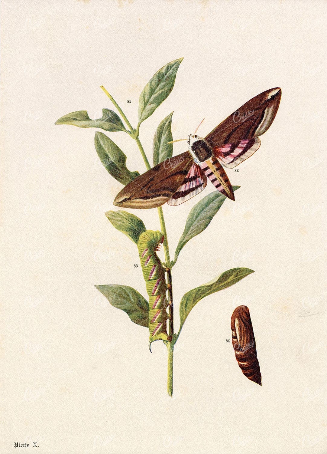 PRIVET HAWK Moth - British Countryside - 1903 F. Edward Hulme Print