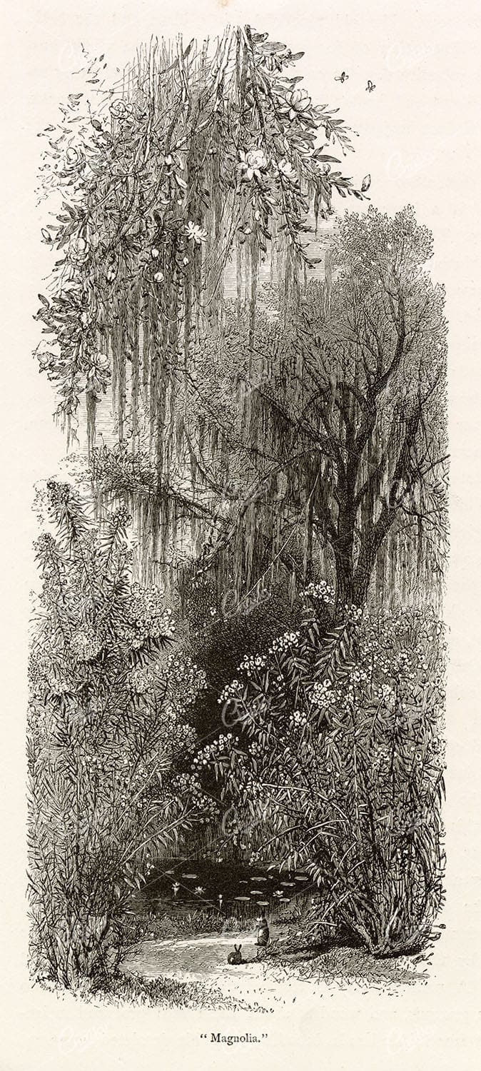 MAGNOLIA - Beautiful Wildlife Nature Scenery - Antique 1874 Engraving