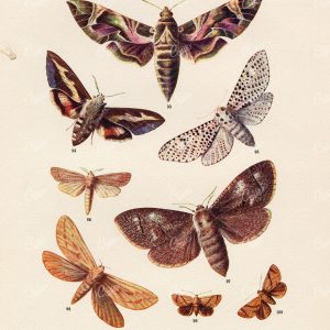 ANTIQUE Print of Various Moth Species - Edward Hulme Litho Print 1903