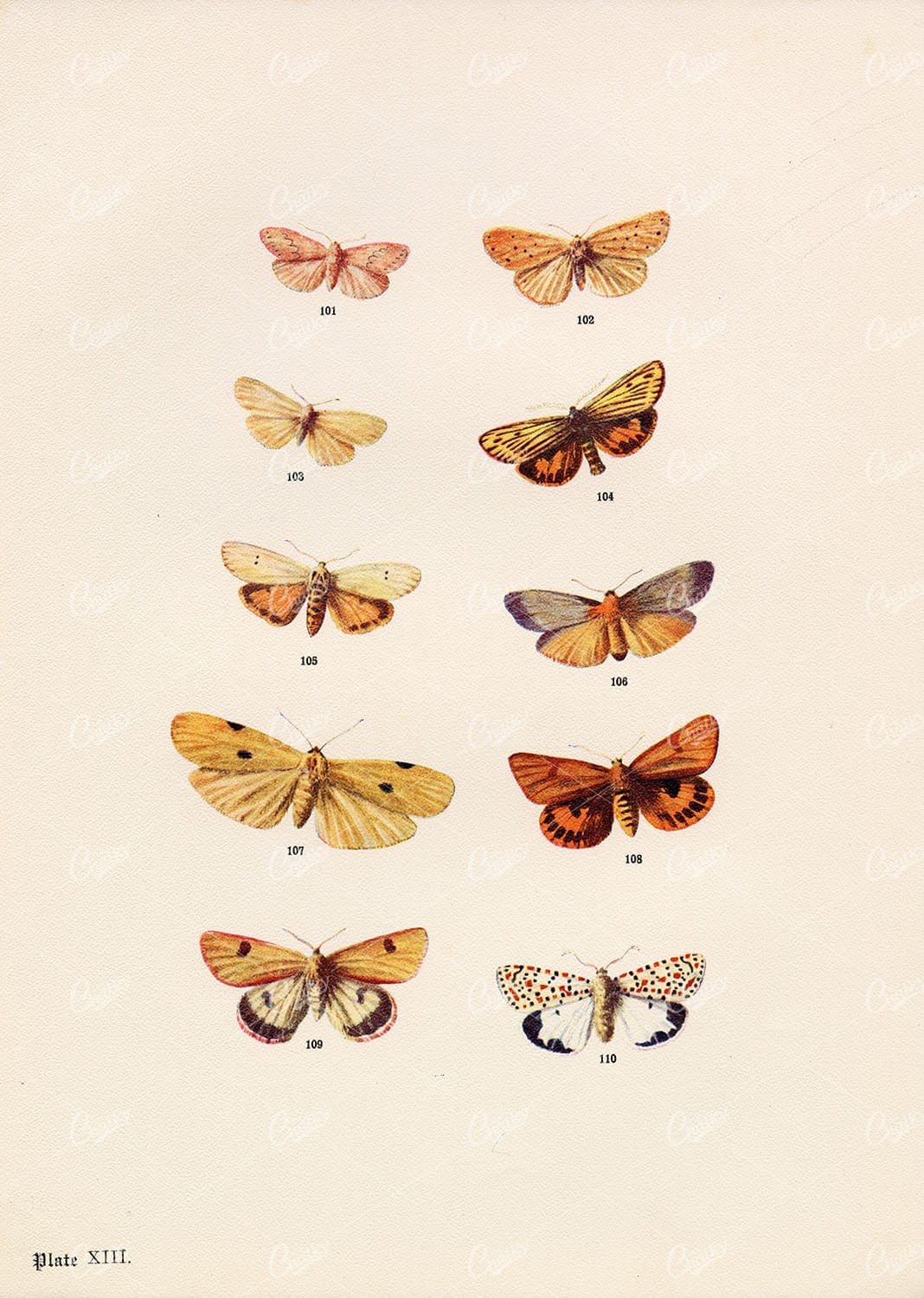 ANTIQUE Print of Various Moth Species - Edward Hulme Litho Print 1903