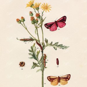 CINNABAR Moth Species Antique Print - Edward Hulme 1903 Lithograph
