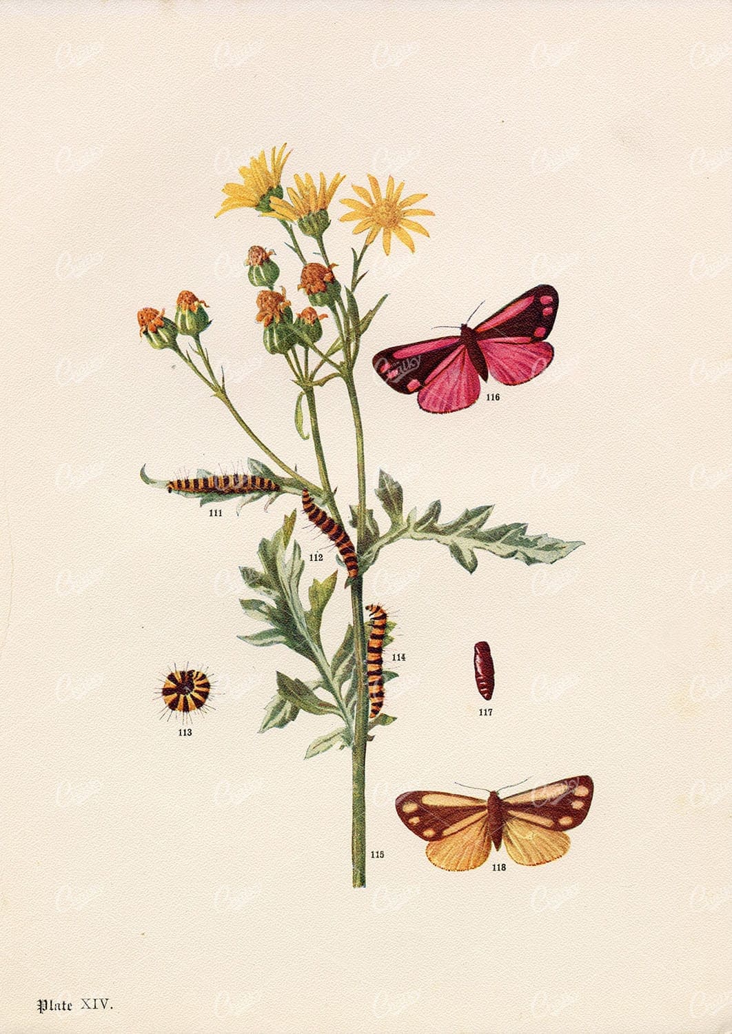 CINNABAR Moth Species Antique Print - Edward Hulme 1903 Lithograph