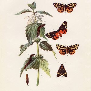 1903 VINTAGE INSECTS - Antique Wood & Tiger Moth Print - Lithograph