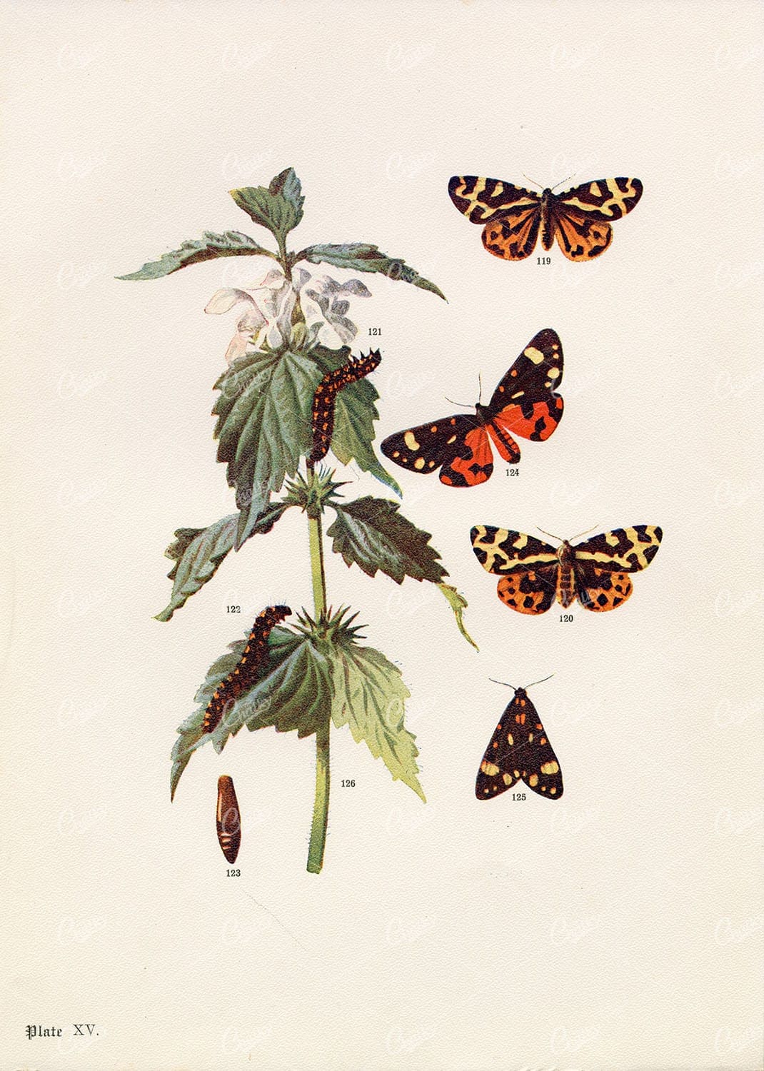 1903 VINTAGE INSECTS - Antique Wood & Tiger Moth Print - Lithograph